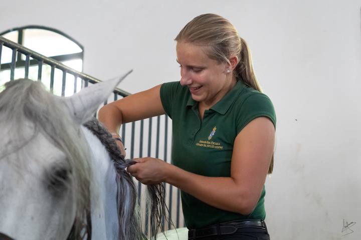 Anaëlle tresse la crinière d’un cheval gris à l’écurie, en polo de la Fundación Real Escuela Andaluza del Arte Ecuestre.